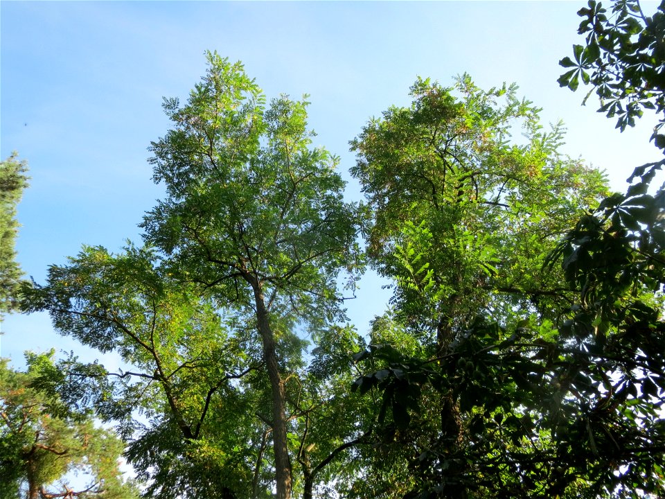Robinie (Robinia pseudoacacia) am Rand vom Schwetzinger Hardt