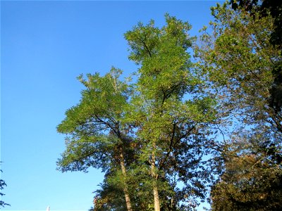 Robinie (Robinia pseudoacacia) im Rodenhoferdell in Alt-Saarbrücken