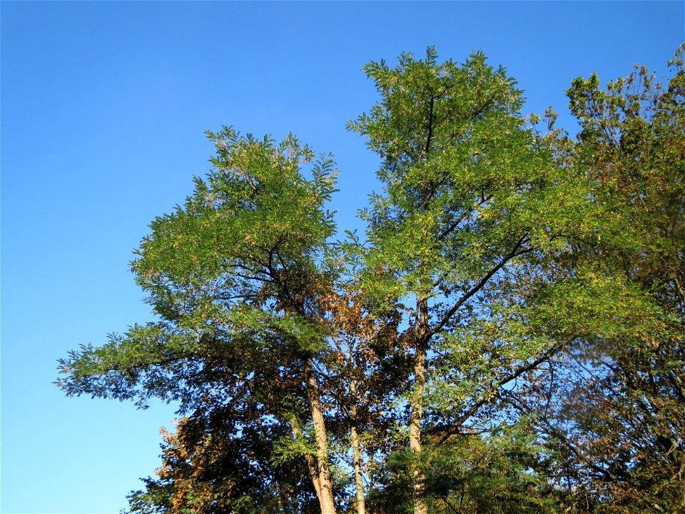 Robinie (Robinia pseudoacacia) im Rodenhoferdell in Alt-Saarbrücken