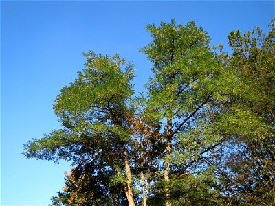 Robinie (Robinia pseudoacacia) im Rodenhoferdell in Alt-Saarbrücken