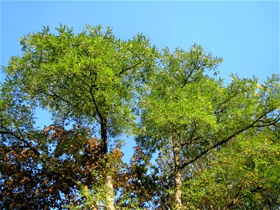 Robinie (Robinia pseudoacacia) im Rodenhoferdell in Alt-Saarbrücken