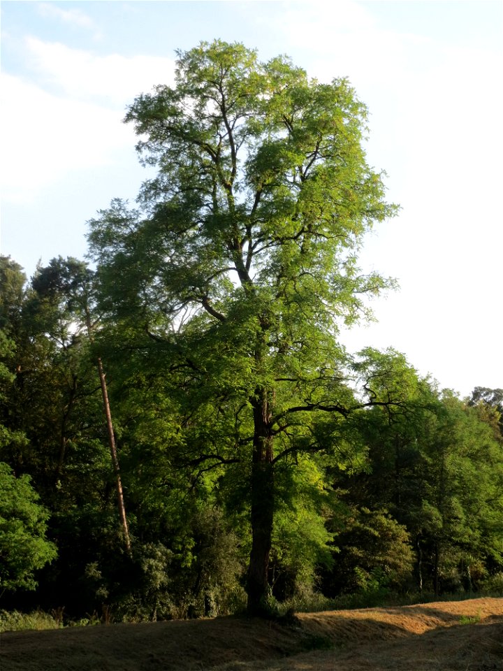 Robinie (Robinia pseudoacacia) im Schwetzinger Hardt