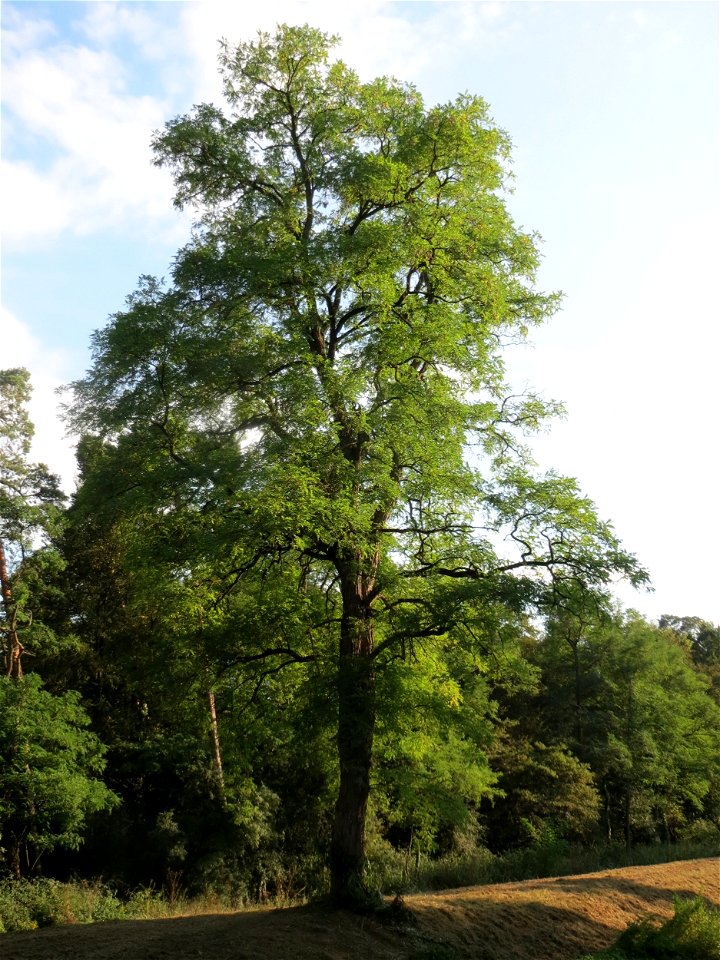 Robinie (Robinia pseudoacacia) im Schwetzinger Hardt