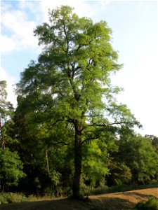 Robinie (Robinia pseudoacacia) im Schwetzinger Hardt
