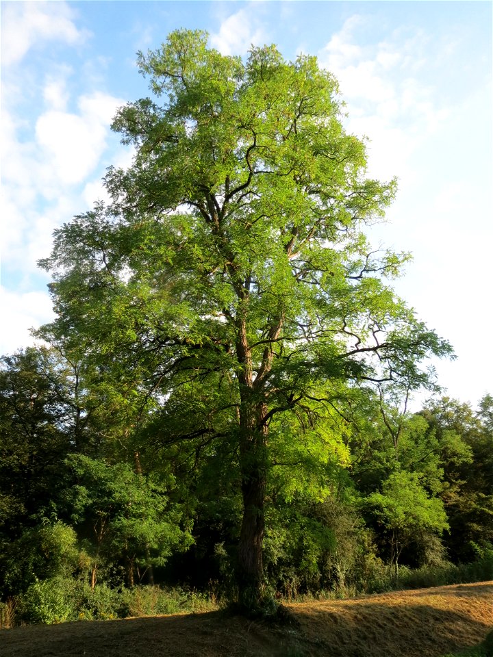 Robinie (Robinia pseudoacacia) im Schwetzinger Hardt