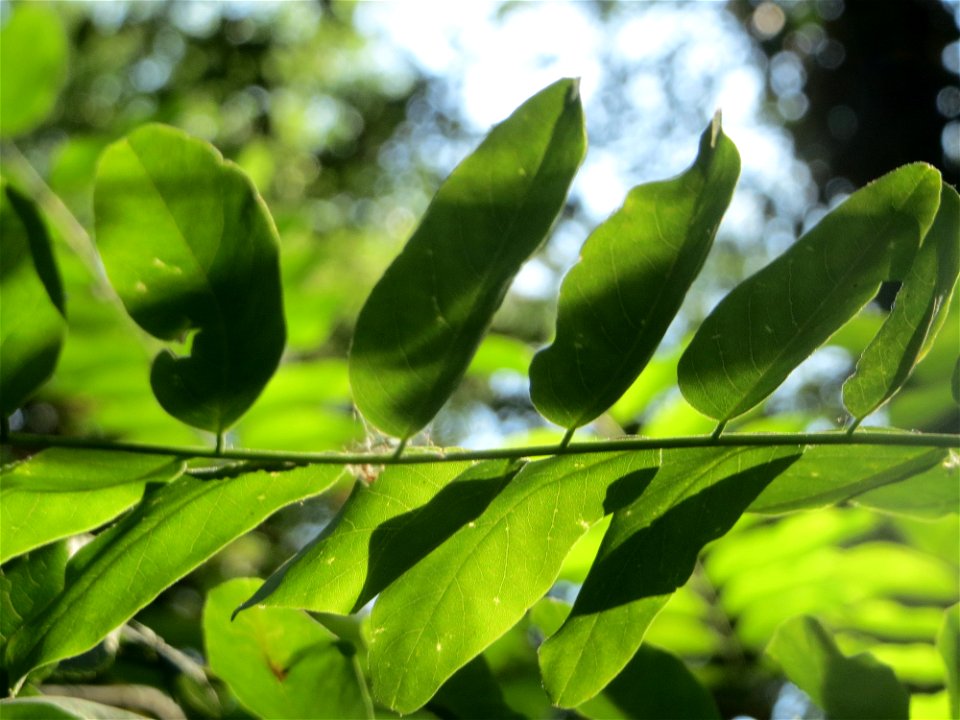 Robinie (Robinia pseudoacacia) im Schwetzinger Hardt