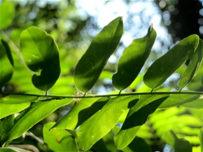 Robinie (Robinia pseudoacacia) im Schwetzinger Hardt