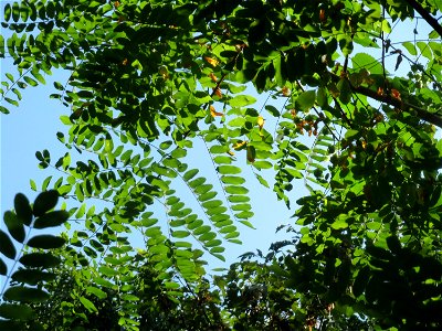 Robinie (Robinia pseudoacacia) im Schwetzinger Hardt