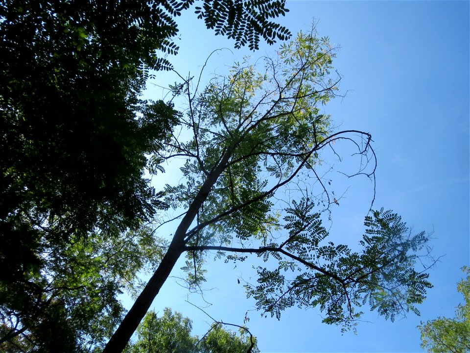 Robinie (Robinia pseudoacacia) im Schwetzinger Hardt
