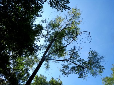 Robinie (Robinia pseudoacacia) im Schwetzinger Hardt