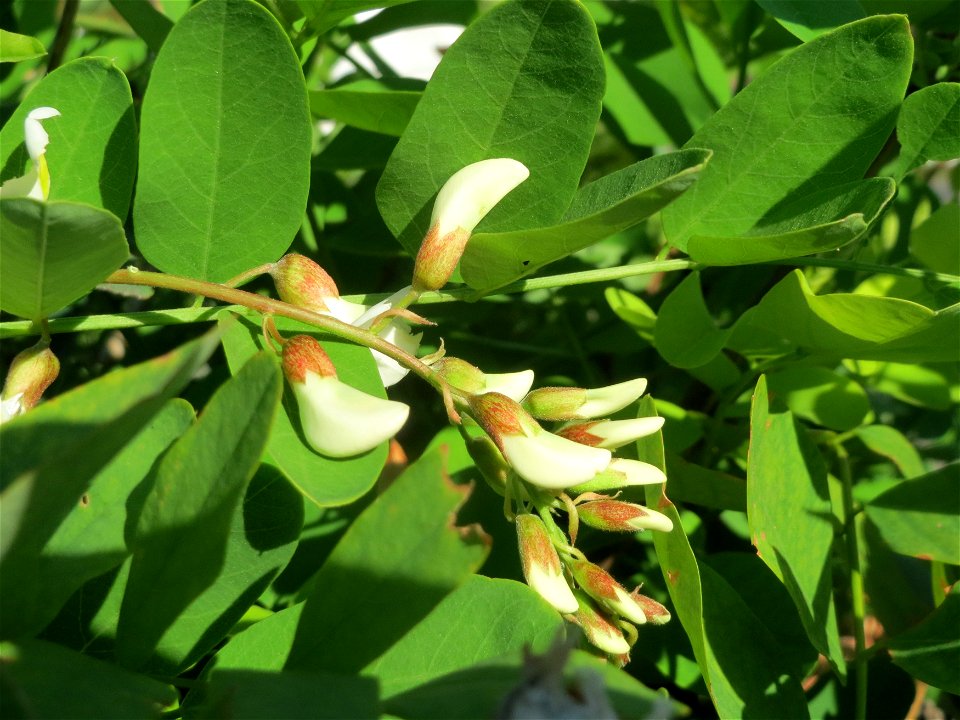 Eine Robinie (Robinia pseudoacacia) in Hockenheim, die zum zweiten mal blüht!