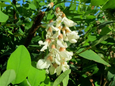 Eine Robinie (Robinia pseudoacacia) in Hockenheim, die zum zweiten mal blüht!