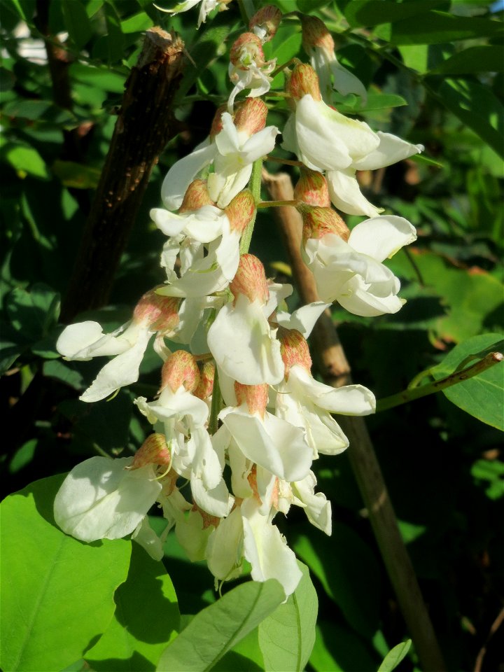 Eine Robinie (Robinia pseudoacacia) in Hockenheim, die zum zweiten mal blüht!