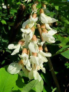 Eine Robinie (Robinia pseudoacacia) in Hockenheim, die zum zweiten mal blüht!