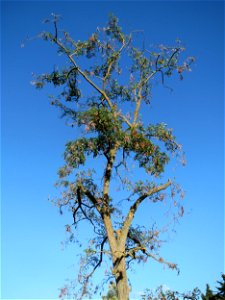 Robinie (Robinia pseudoacacia) im Landesgartenschaupark Hockenheim