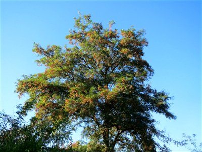 Robinie (Robinia pseudoacacia) im Landesgartenschaupark Hockenheim