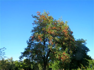 Robinie (Robinia pseudoacacia) im Landesgartenschaupark Hockenheim