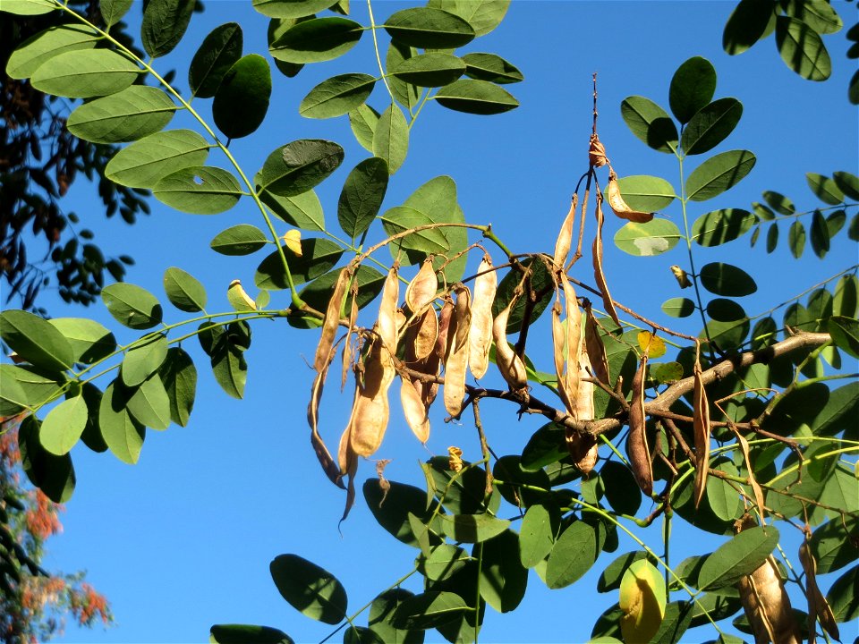 Robinie (Robinia pseudoacacia) im Landesgartenschaupark Hockenheim