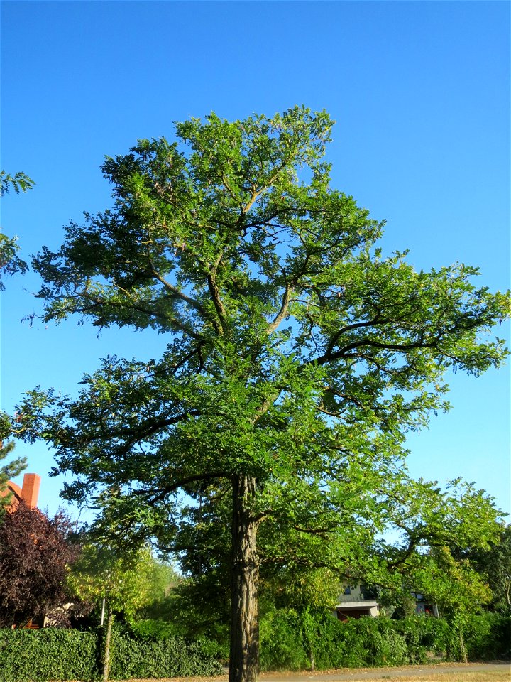 Robinie (Robinia pseudoacacia) im Landesgartenschaupark Hockenheim