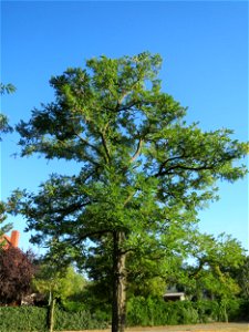 Robinie (Robinia pseudoacacia) im Landesgartenschaupark Hockenheim