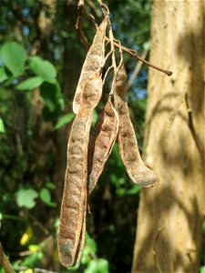 Robinie (Robinia pseudoacacia) am Winterberg in Sankt Arnual (außerhalb vom Landschaftsschutzgebiet)