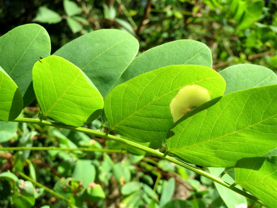 Robinie (Robinia pseudoacacia) am Winterberg in Sankt Arnual (außerhalb vom Landschaftsschutzgebiet)