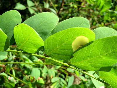 Robinie (Robinia pseudoacacia) am Winterberg in Sankt Arnual (außerhalb vom Landschaftsschutzgebiet)