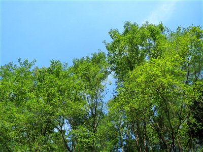Robinie (Robinia pseudoacacia) am Winterberg in Sankt Arnual (außerhalb vom Landschaftsschutzgebiet)