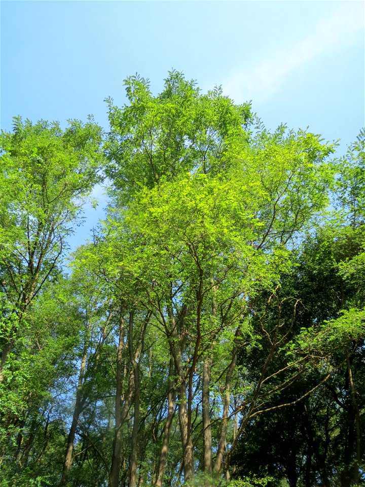 Robinie (Robinia pseudoacacia) am Winterberg in Sankt Arnual (außerhalb vom Landschaftsschutzgebiet)