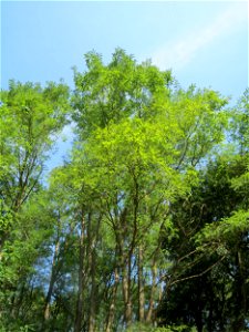 Robinie (Robinia pseudoacacia) am Winterberg in Sankt Arnual (außerhalb vom Landschaftsschutzgebiet)