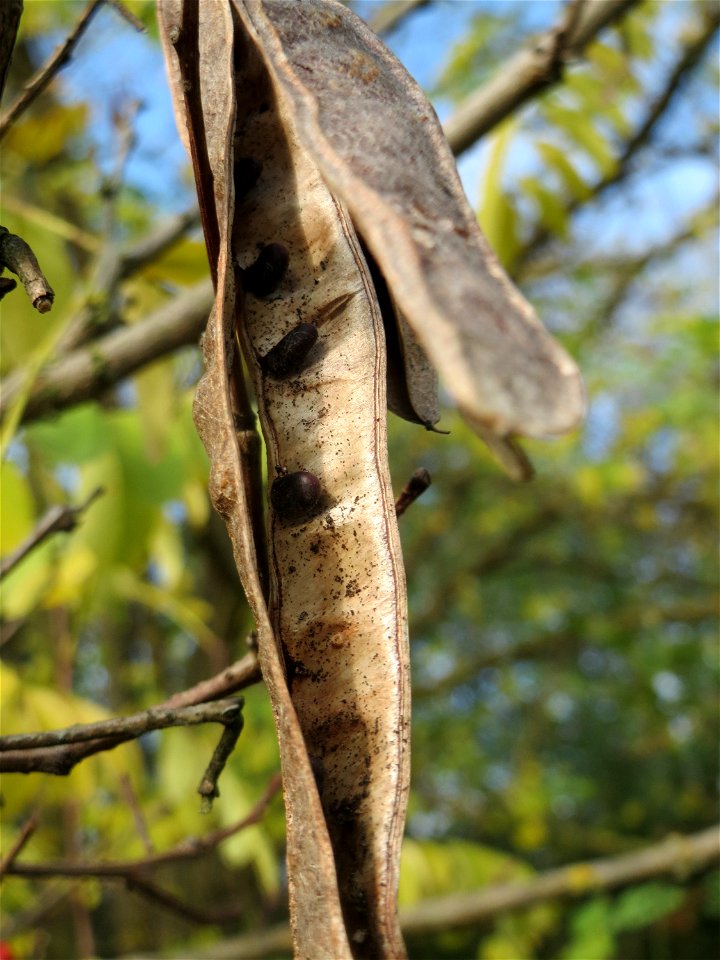 Robinie (Robinia pseudoacacia) in Hockenheim