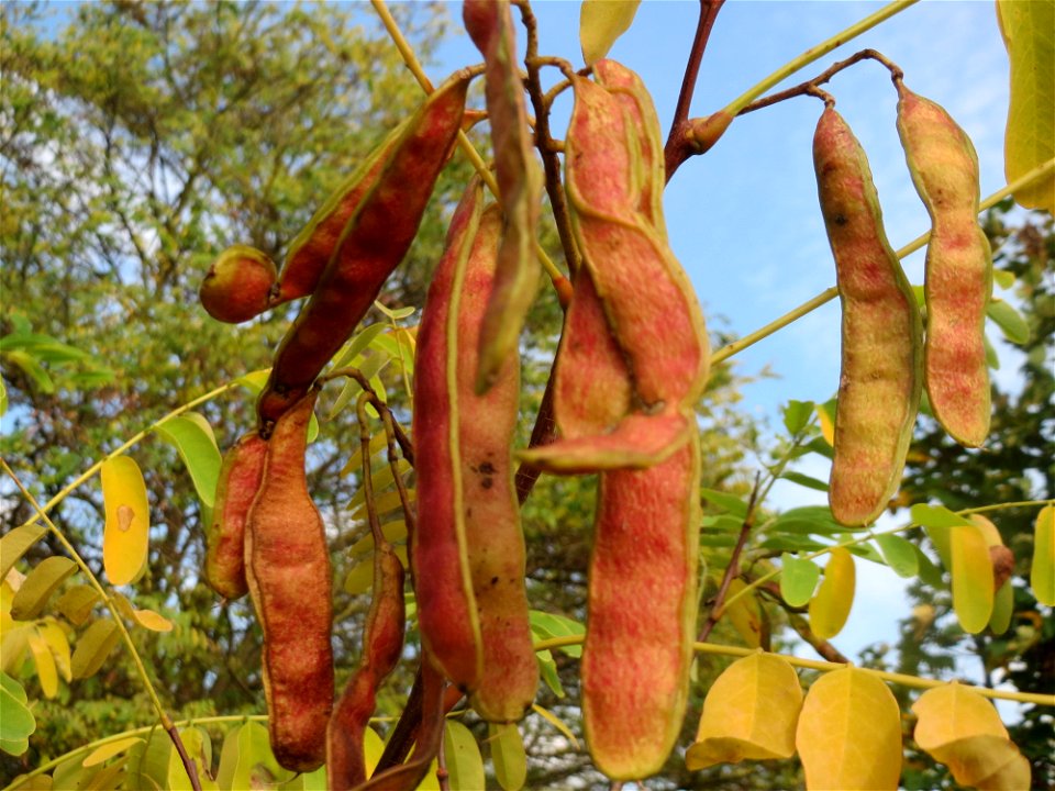 Gewöhnliche Robinie (Robinia pseudoacacia) in Hockenheim - fälschlicherweise oft als Akazie bezeichnet - Ursprung: Nordamerika