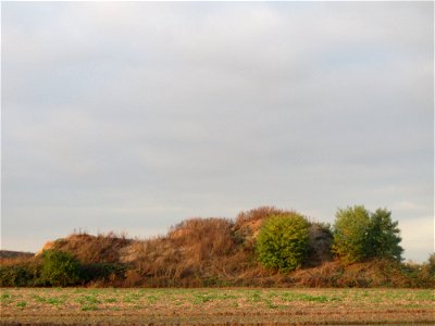Robinien (Robinia pseudoacacia) auf einem Sandhügel bei Hockenheim (Gemarkung Reilingen)