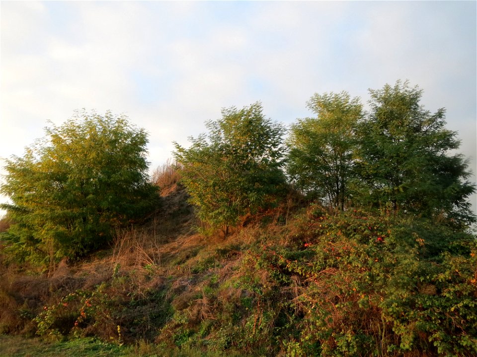 Robinien (Robinia pseudoacacia) auf einem Sandhügel bei Hockenheim (Gemarkung Reilingen)