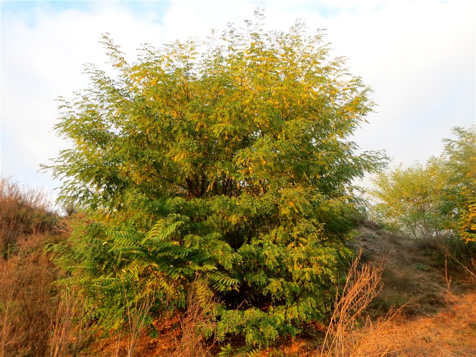 Robinien (Robinia pseudoacacia) auf einem Sandhügel bei Hockenheim (Gemarkung Reilingen)