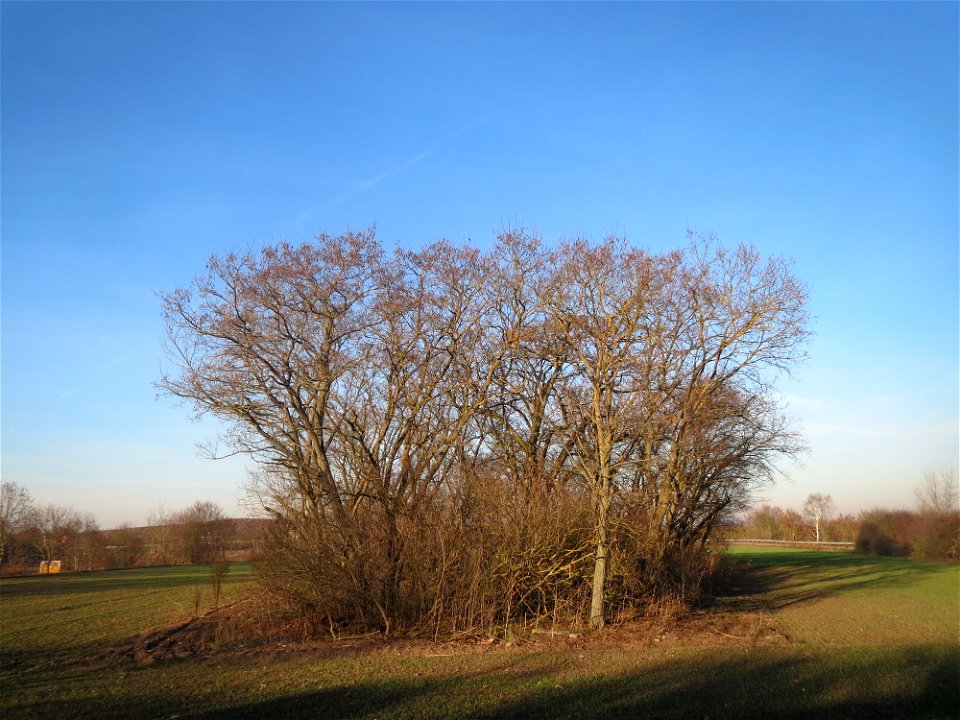 Ein kleiner Robinienhain (Robinia pseudoacacia) bei Reilingen