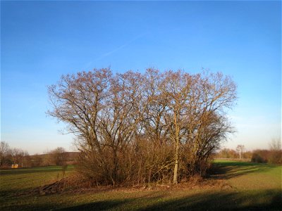 Ein kleiner Robinienhain (Robinia pseudoacacia) bei Reilingen