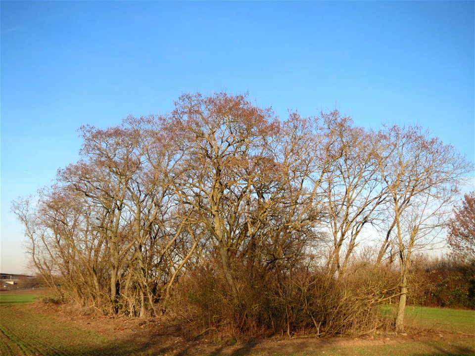 Ein kleiner Robinienhain (Robinia pseudoacacia) bei Reilingen