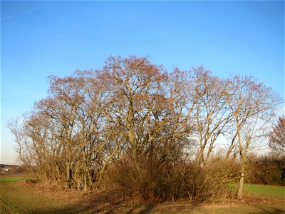 Ein kleiner Robinienhain (Robinia pseudoacacia) bei Reilingen