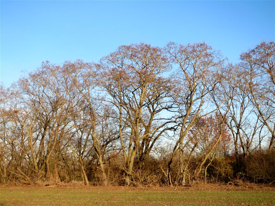 Ein kleiner Robinienhain (Robinia pseudoacacia) bei Reilingen