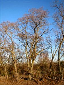 Ein kleiner Robinienhain (Robinia pseudoacacia) bei Reilingen