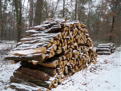 Holzstoß der Robinie (Robinia pseudoacacia) im Schwetzinger Hardt - Robinien haben im Waldschutzgebiet nichts verloren und werden daher systematisch gefällt