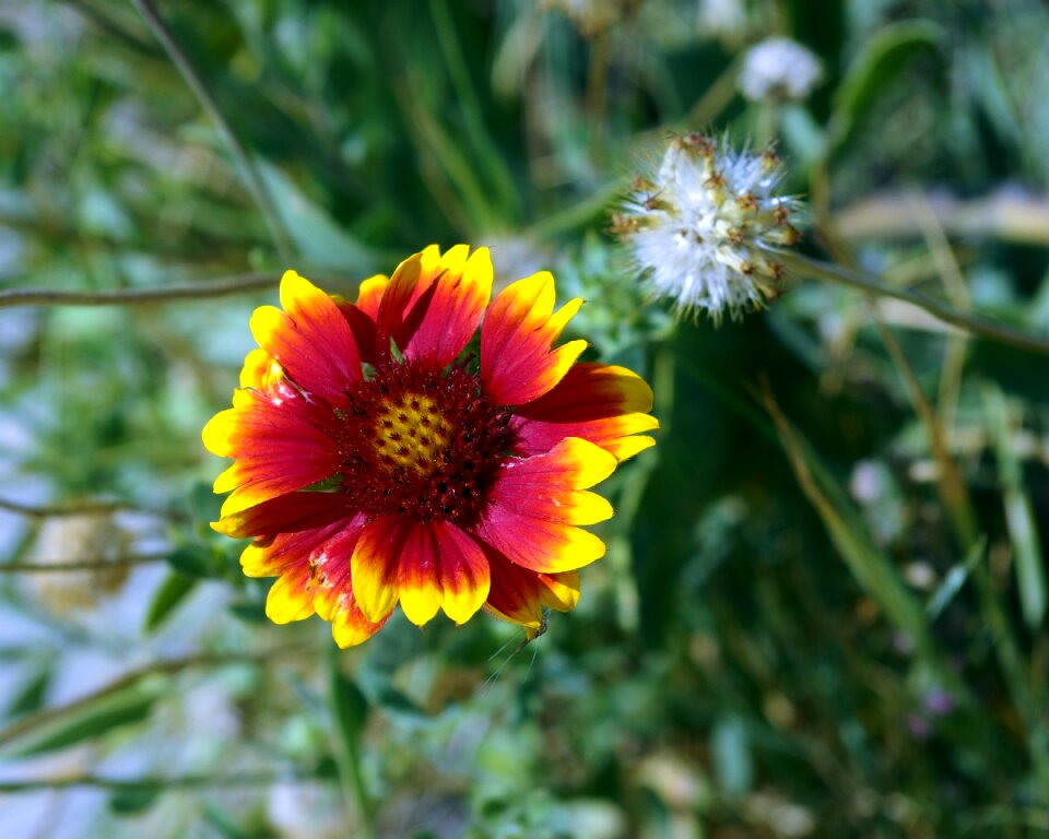 Sunflower blanket blossom
