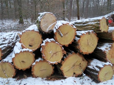 Holzstoß der Robinie (Robinia pseudoacacia) im Schwetzinger Hardt - Robinien haben im Waldschutzgebiet nichts verloren und werden daher systematisch gefällt