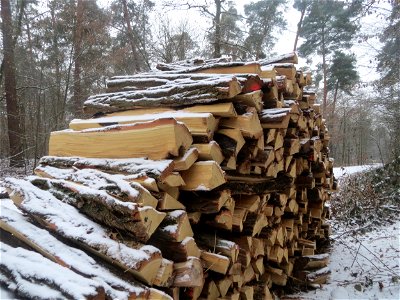 Holzstoß der Robinie (Robinia pseudoacacia) im Schwetzinger Hardt - Robinien haben im Waldschutzgebiet nichts verloren und werden daher systematisch gefällt