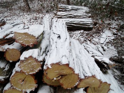 Holzstoß der Robinie (Robinia pseudoacacia) im Schwetzinger Hardt - Robinien haben im Waldschutzgebiet nichts verloren und werden daher systematisch gefällt