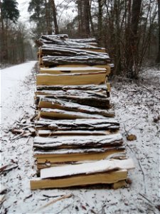 Holzstoß der Robinie (Robinia pseudoacacia) im Schwetzinger Hardt - Robinien haben im Waldschutzgebiet nichts verloren und werden daher systematisch gefällt