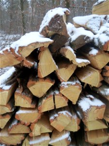 Holzstoß der Robinie (Robinia pseudoacacia) im Schwetzinger Hardt - Robinien haben im Waldschutzgebiet nichts verloren und werden daher systematisch gefällt