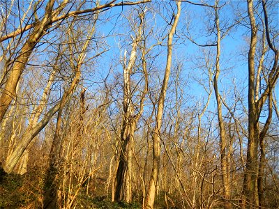 Robinien (Robinia pseudoacacia) - invasiv am Kaninchenberg in Saarbrücken