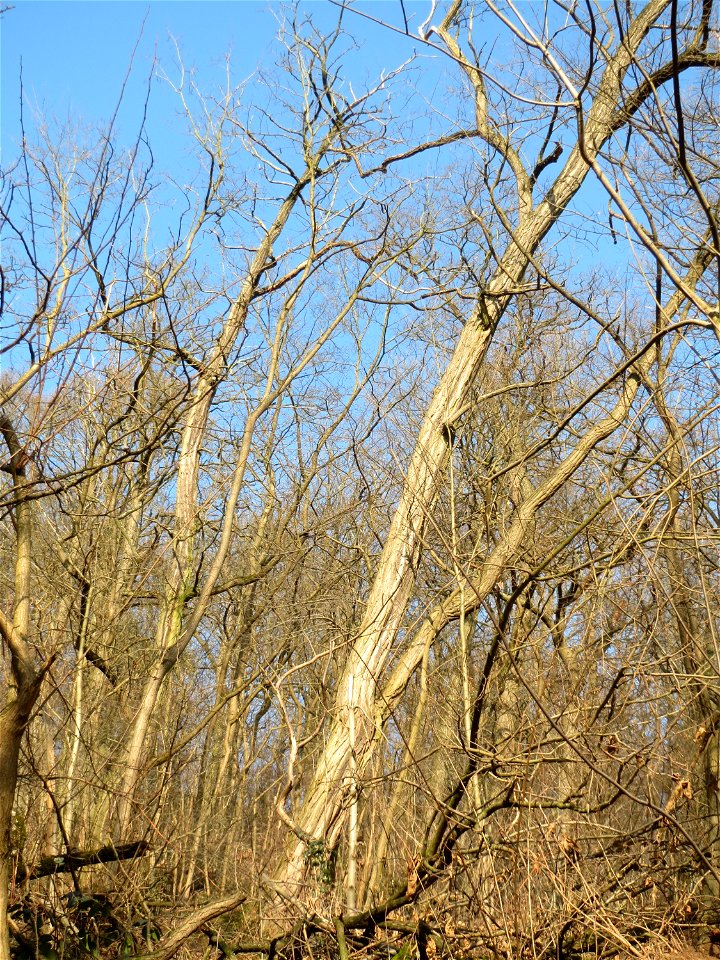 Robinien (Robinia pseudoacacia) invasiv am Kaninchenberg in Saarbrücken - leicht zu erkennen an der gerippten Rinde